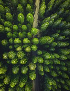 De verlichten weg door de hoge groene bomen van MADK