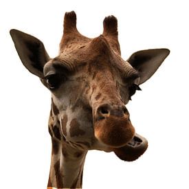 Giraf portret von Jojanneke Vos
