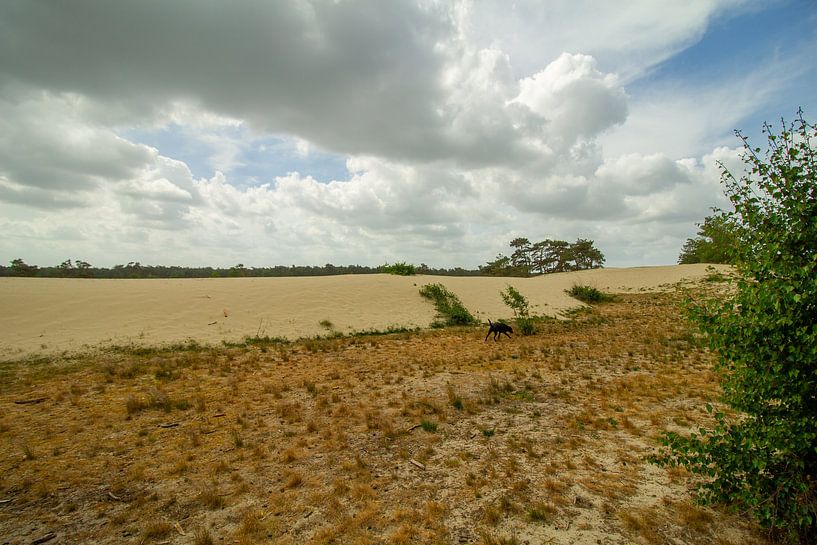 Loonse en drunense duinen met zon door de wolken van Marco Leeggangers
