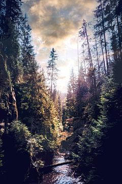 Pure nature in Bad Schandau - Kirnitzschklamm gorge by Jakob Baranowski - Photography - Video - Photoshop