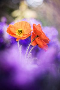 Wunderschöne Mohnblumen