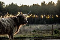 Schotsehooglander op strabrechtseheide