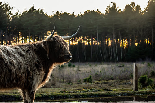 Scottish Highlander on strabrechtseheide