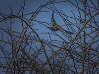 great tit flies away