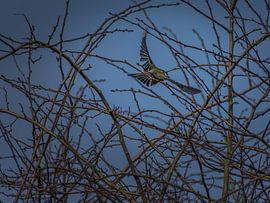 great tit flies away