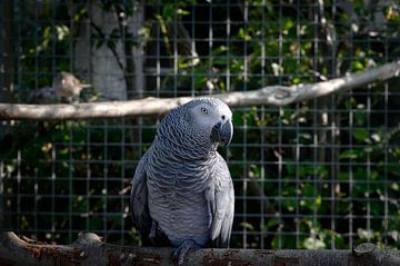 African grey by Remco Bruynseels