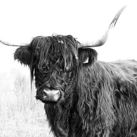 Highland cattle 001 sur Carola Stroy