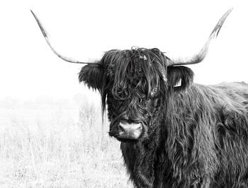 Schottisches Hochlandrind 001