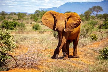 Elephant from Kenya, Africa in the savannah in Tsavo National Park by Fotos by Jan Wehnert