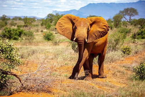 Olifant uit Kenia, Afrika op de savanne in Tsavo Nationaal Park