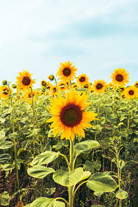 Porträt einer Sonnenblume