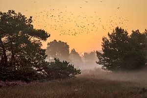 Strabrechtse Heide van Rob Boon