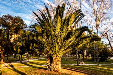 Palmboom in het Turiapark Valencia Spanje van Dieter Walther