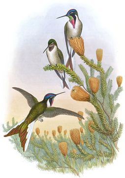 Bebaarde bergbeklimmer, John Gould van Hummingbirds