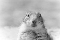 prairie dog