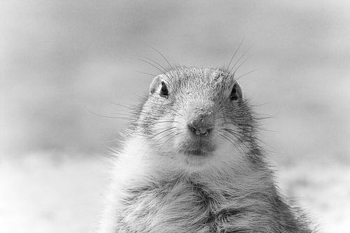 prairie dog