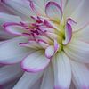 Witte Dahlia bloem met roze randen aan de blaadjes van Jolanda de Jong-Jansen