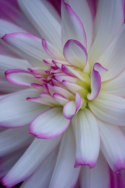 White Dahlia flower with pink edges to the petals by Jolanda de Jong-Jansen