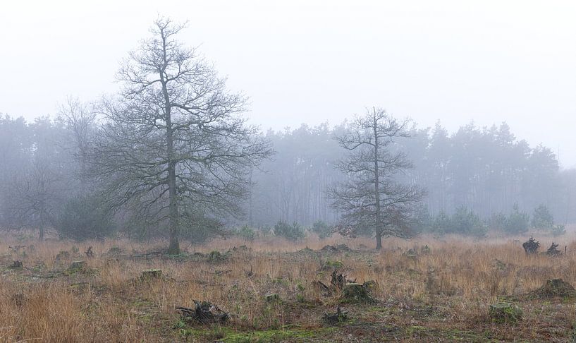 Dwingelderveld - Drenthe (Netherlands) by Marcel Kerdijk