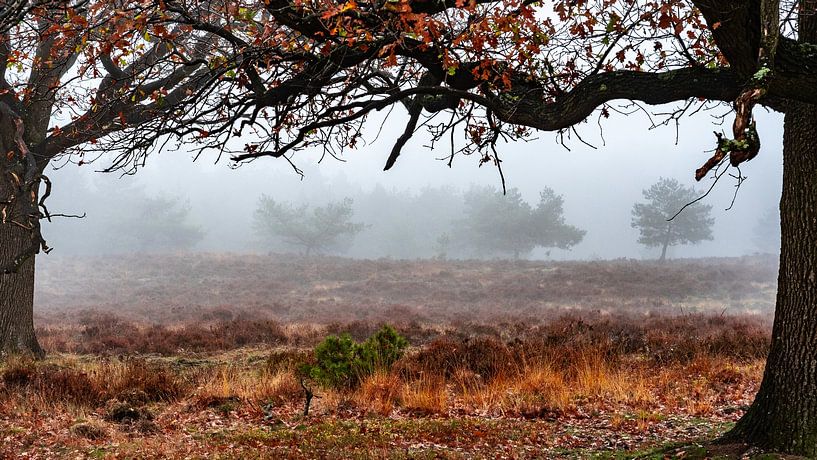 Nationaal Park De Hoge Veluwe van Wout Rouwmaat