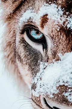 Leeuwenclose-up met sneeuwdetails van Art & Soul Creations
