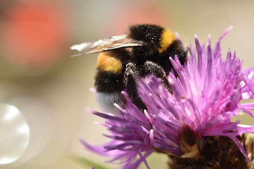 Hummel von Shutterbalance