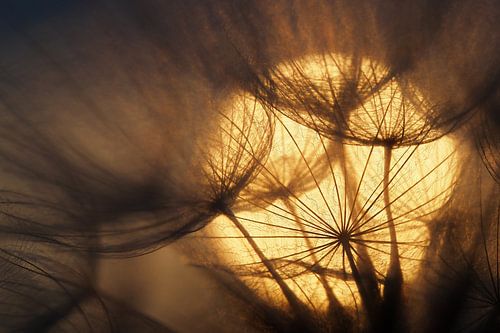 Zonsopkomst achter paardenbloem.