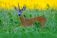 Old roebuck standing in a meadow with flowers and herbs on a summer morning by Mario Plechaty Photography thumbnail