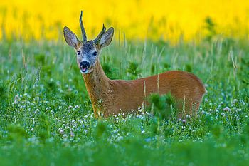 Old roebuck standing in a meadow with flowers and herbs on a summer morning