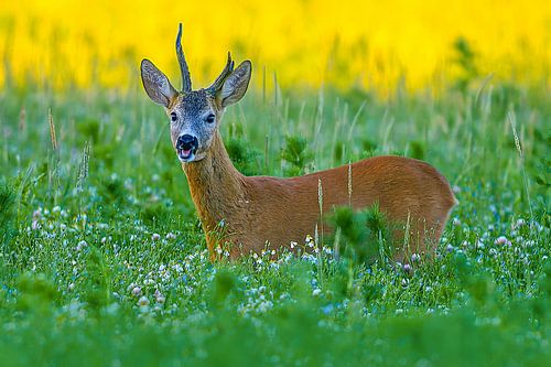 Oude reebok in een weiland met bloemen en kruiden op een zomerochtend