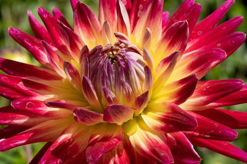 Een kleurrijke dahlia van dichtbij