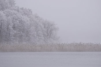La forêt en hiver
