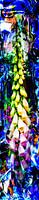 Nature Abstrait