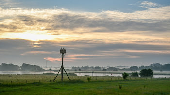 Ooievaars langs de IJssel