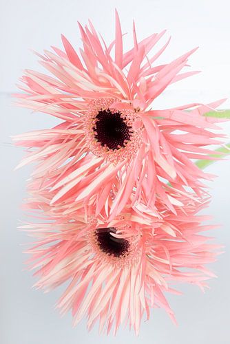 Paix : Gerbera rose avec reflet (couleurs pastel)