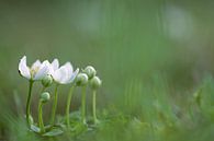 Parnassia, fleurs blanches par Gonnie van de Schans Aperçu
