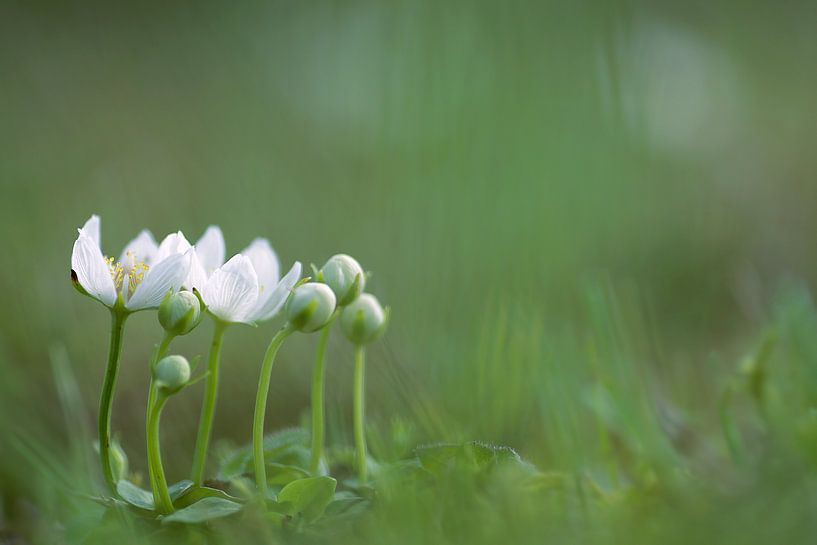 Parnassia, fleurs blanches par Gonnie van de Schans