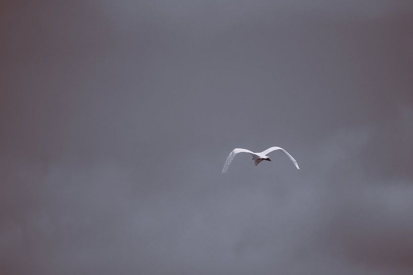 Witte Reiger Zilveren Reiger van Foto Studio Labie