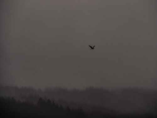 Héron au-dessus des montagnes