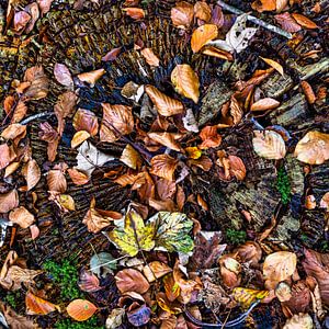 Feuilles d'automne sur une souche