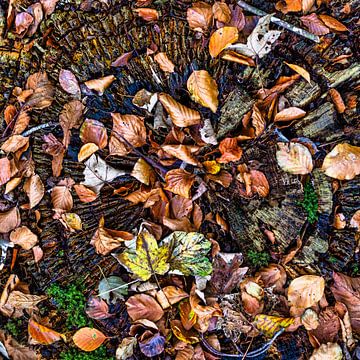 Herfstbladeren op stronk van FotoSynthese