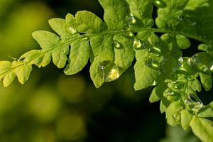 Tropfen nach Regen auf dem Farn