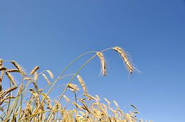 Barley, close up by GH Foto & Artdesign