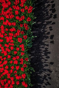 Rode schaduw tulpen van peterheinspictures