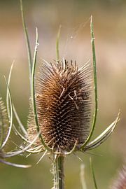 Löwenzahn von Jack Van de Vin
