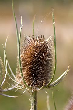 Dandelion by Jack Van de Vin