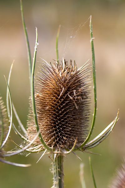 Dandelion by Jack Van de Vin