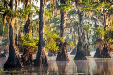 Morning glow in the swamps in Texas by Edwin Mooijaart