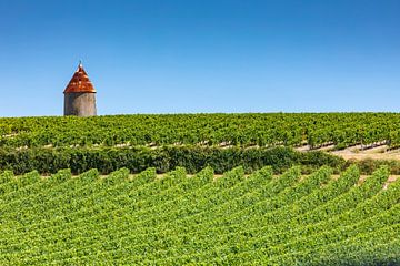 vineyard in the French region of Charente, near the city of Cognac by gaps photography