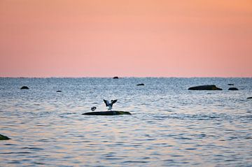 Zeemeeuwen bij zonsondergang bij eb op de Oostzee van Martin Köbsch